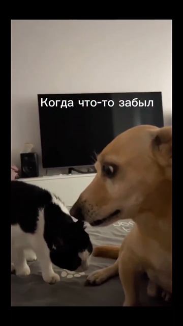 #забыл #смех #юмор #прикол #животные смотреть онлайн