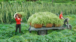 Собираю много длинных зеленых бобов и везу их на грузовике на местный рынок. Жизнь во Вьетнаме