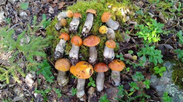 Знакомство с Карелией. Марс атакует. Часть 5