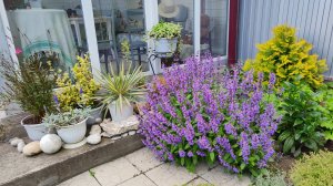 Размножение шалфея лекарственного черенками 18.10.2025 г. Пятигорск, зона зимостойкости 6б.