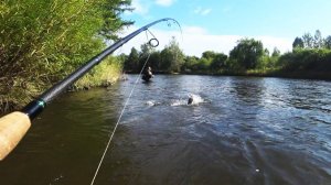 Рыбалка на ленка осенью на воблеры.