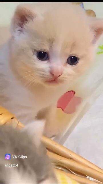 смотрите какой 😍😍😍милый ролик