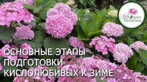 ПОДГОТОВКА КИСЛОЛЮБИВЫХ РАСТЕНИЙ К ЗИМЕ