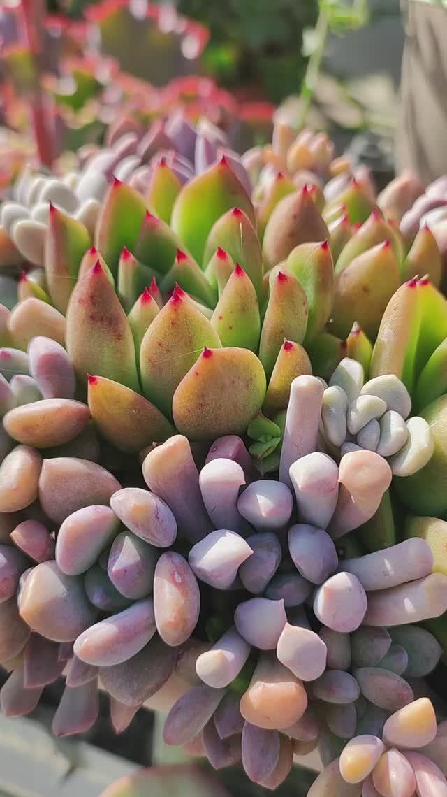 Садик из суккулентов особенно яркий осенью, на перепадах температур! смотреть онлайн