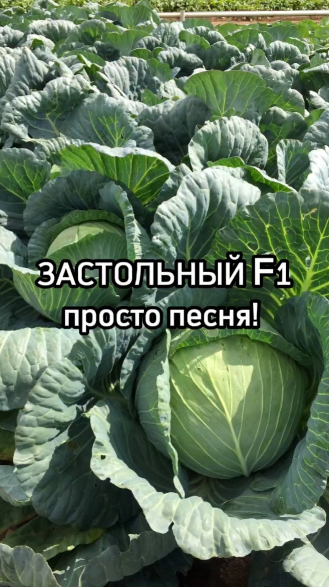 Самая лучшая капуста для квашения!