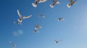 Футаж. Голуби.mp4