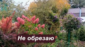 Многолетники, которые я не обрезаю на зиму