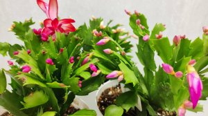 СРОЧНО НАЛЕЙ в ДЕКАБРИСТ и любой цветок вмиг зацветет