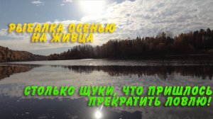Столько щуки, что пришлось прекратить ловлю. Рыбалка осенью на живца