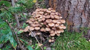 Поиск и сбор съедобных грибов. Опята массово выросли. Подосиновые грибы