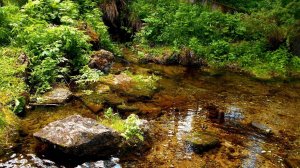 Золото скапливается возле валунов!