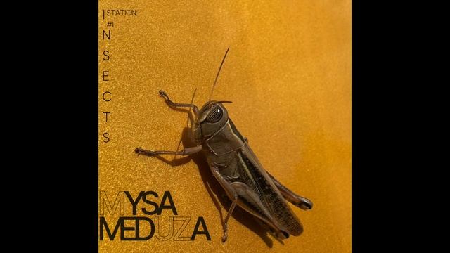 Insects Station #1 LoveThisSound