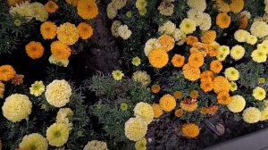 Август шепчет осень на носу.mp4