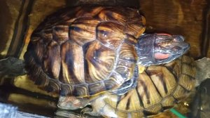 Красноухие черепахи 🐢  утро 23-10-2025
