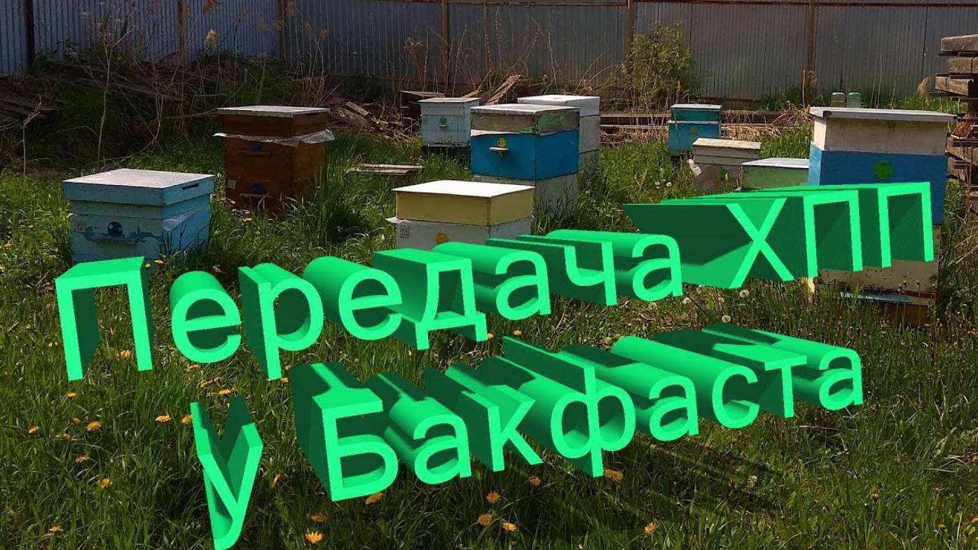 Профессор Кашковский. Бакфаст: Отличная порода или лотерея? Разбор ХПП смотреть онлайн