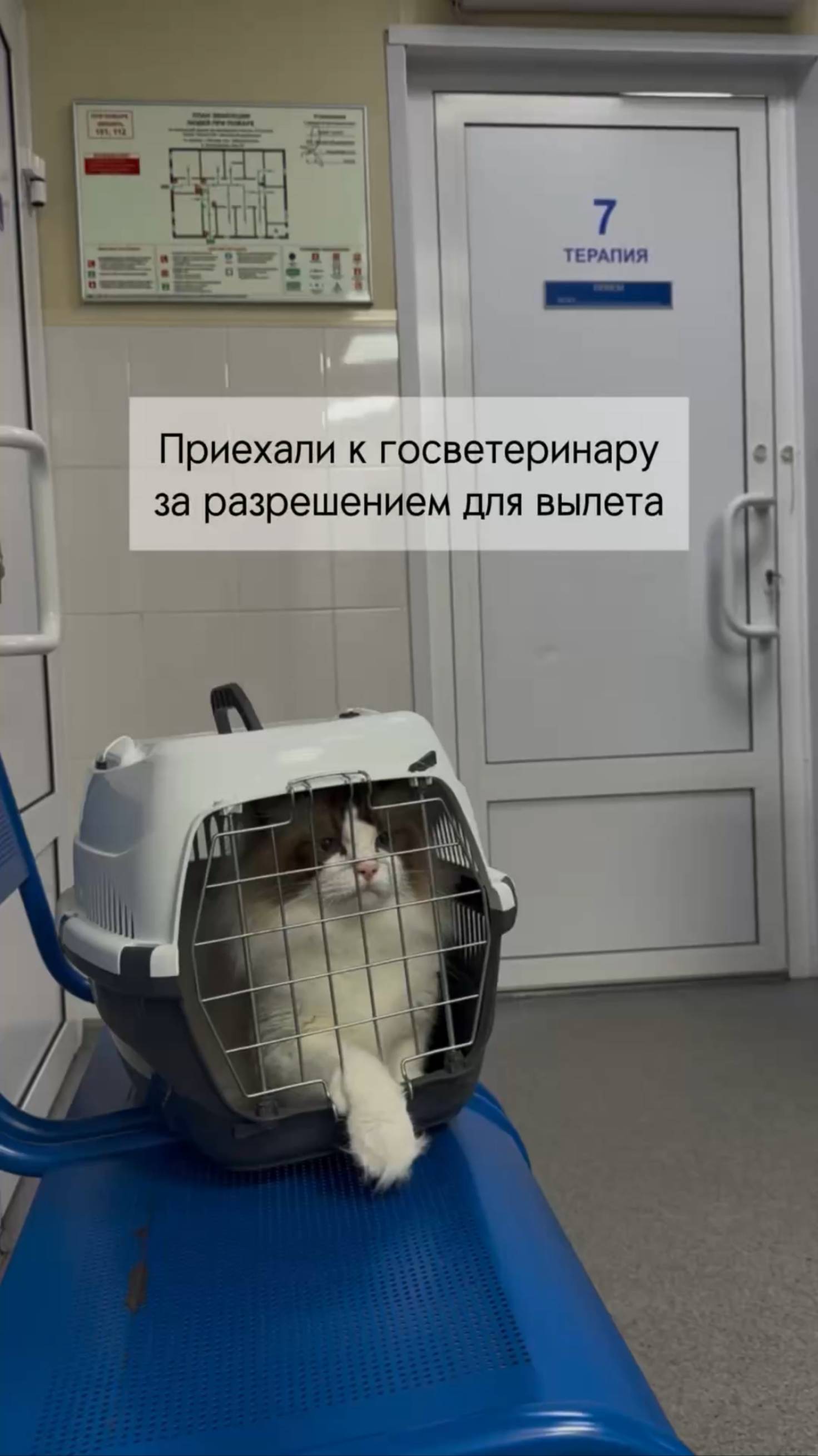 Получаем справку для вылета с котом #котики #рэгдолл #перелет #путешествияпороссии #petfriendly