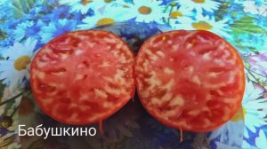 Томат Бабушкино оказался не так хорош