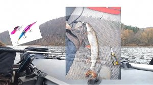 щука в октябре на троллинг (German bandit H019)