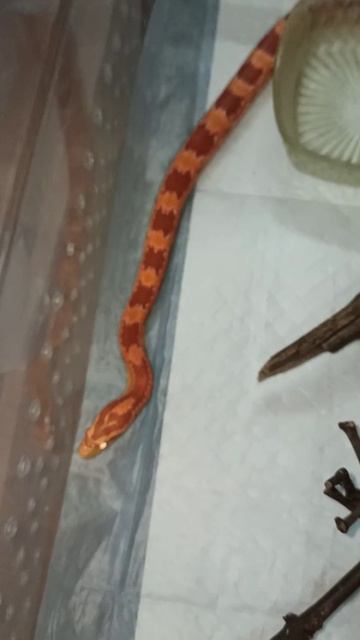 Любуюсь Бахидой! 22 октября 2025 г. смотреть онлайн