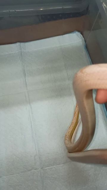 Любуюсь Карамелькой! 22 октября 2025 г. смотреть онлайн