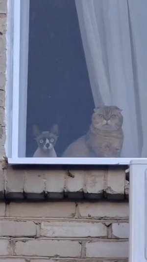 Котовое. Все под наблюдением