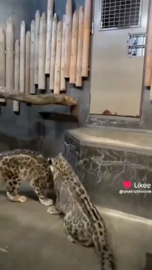 типичный тигры