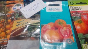 24.10.2025 Какие сорта томатов  выбрала  для раннего урожая 2026. Что со сроками посева?