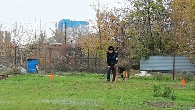 4 Отл. QUADRO v. Diemel ++- №13. РОСТОВ-НА-ДОНУ 19 октября`25 Моно немецких овчарок смотреть онлайн