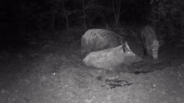 Кабаны видео фото ловушки. смотреть онлайн