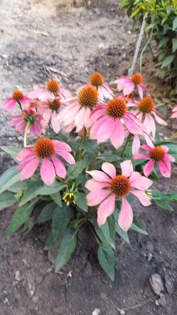 Эхинацея 'Хот Саммер'. смотреть онлайн