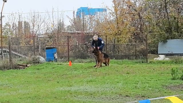 2 Отл. Зависть Богов ДЬЯБЛО +++ №15. РОСТОВ-НА-ДОНУ 19 октября`25 Моно немецких овчарок смотреть онлайн