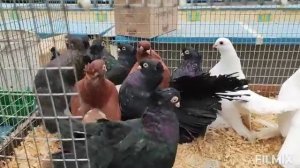 25.10.2025г Состоится Осенняя Сборная Ярмарка голубей на Садоводе!!!