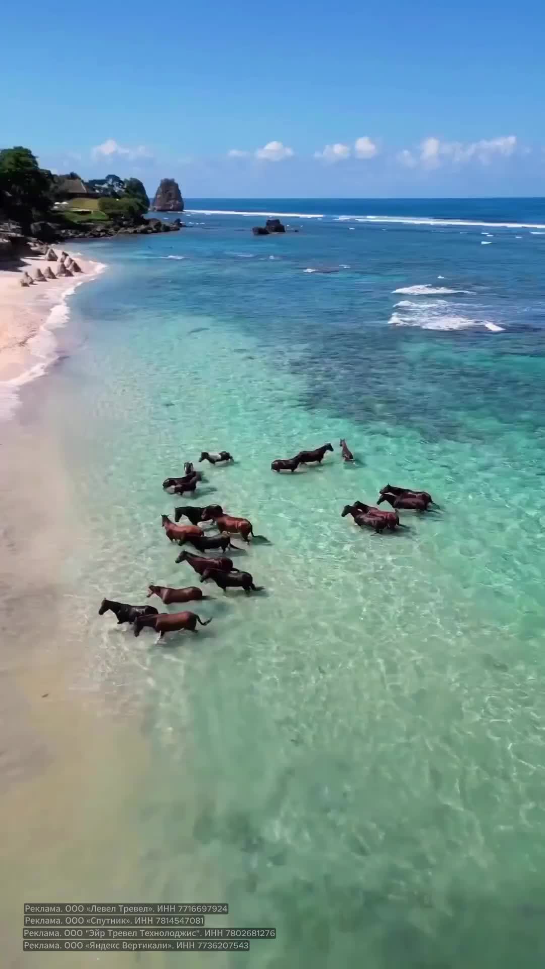 На острове Сумба в Индонезии до сих пор проводят древний ритуал пасолу, который включает в себя з... смотреть онлайн