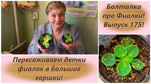 Болталка про Фиалки! Выпуск 175! Пересаживаем детки фиалок в большие горшки!