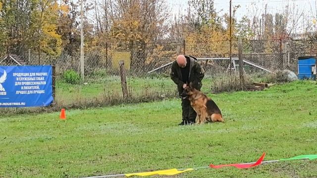 5 Отл. Великая Держава ЭЛВИС -++ №14. РОСТОВ-НА-ДОНУ 19 октября`25 Моно немецких овчарок смотреть онлайн
