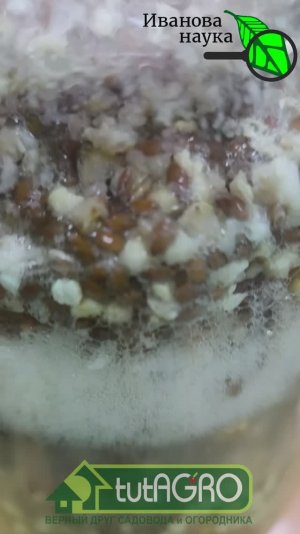 ВМЕСТО ПОКУПНЫХ ЗАКВАСОК - ЭТА ЗЕРНОВАЯ БРОДИЛОВКА! Не можете купить? Приготовьте!