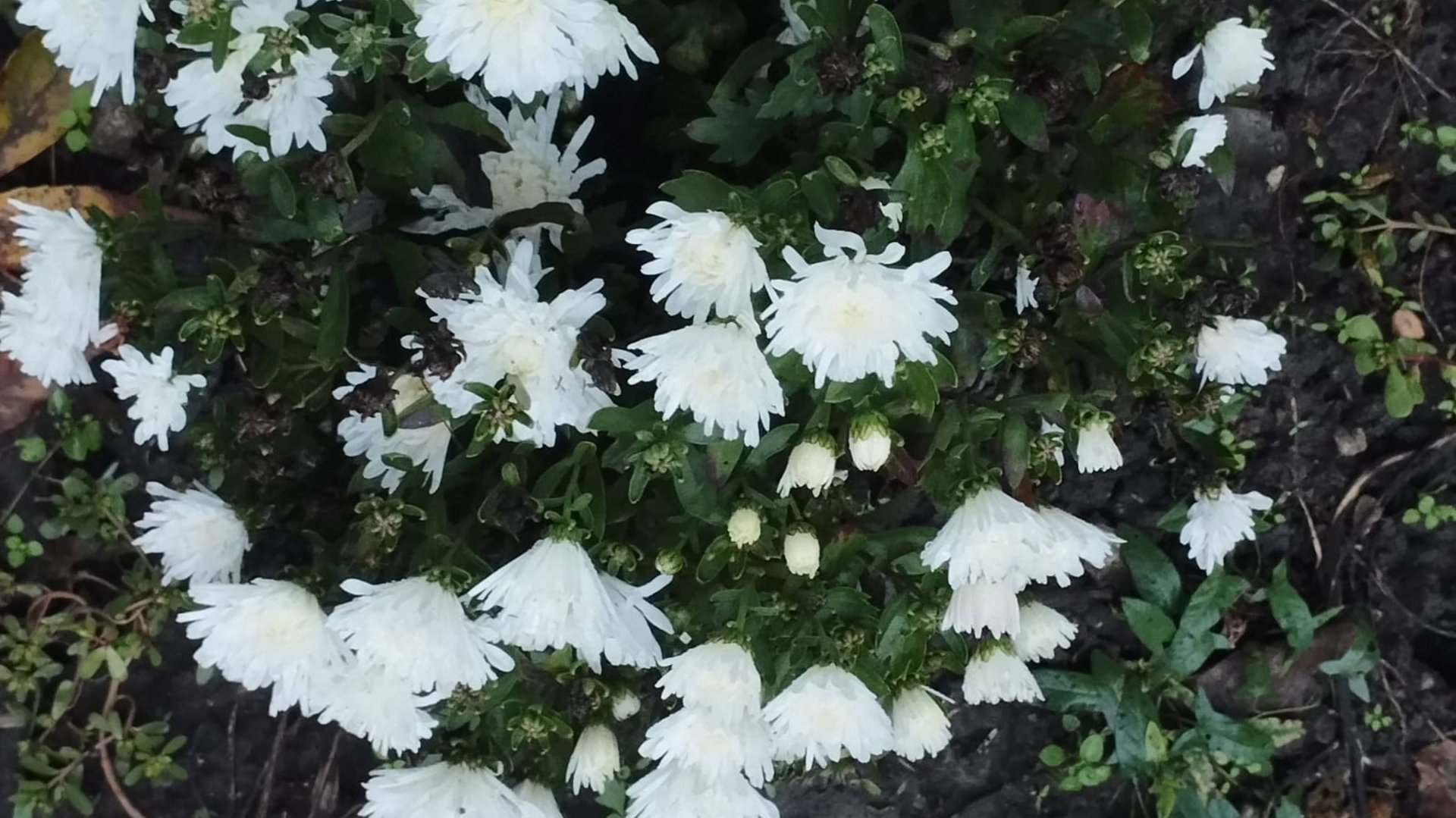 ЖДЁМ СТУДЕНТА...ПОЕХАЛИ НА ЯРМАРКУ..СОБИРАЮ УРОЖАЙ 🥰 смотреть онлайн