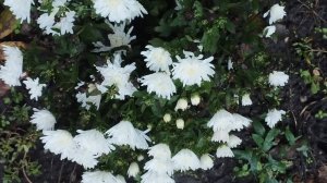 ЖДЁМ СТУДЕНТА...ПОЕХАЛИ НА ЯРМАРКУ..СОБИРАЮ УРОЖАЙ 🥰