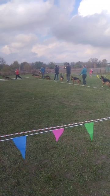 МОЛОДЫЕ СУКИ / КЧК РОСТОВ-НА-ДОНУ 19 октября`25 Е.Пудеев Моно немецких овчарок смотреть онлайн