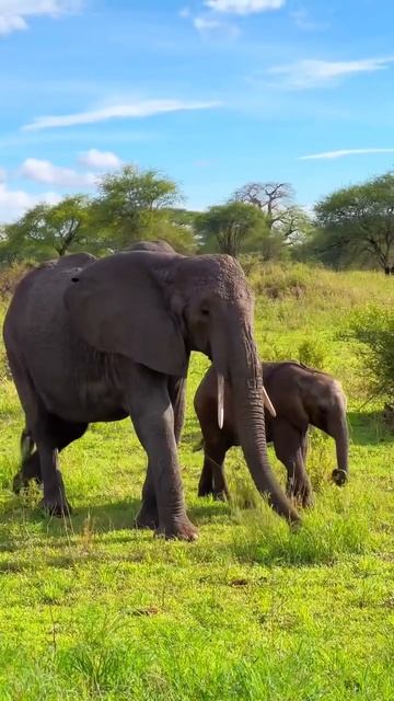 Остров Занзибар