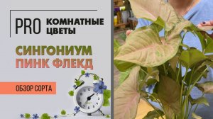 Сингониум Пинк Флексид или Пинк Флекд. Обзор сорта. Комнатное растение для ценителей и любителей.