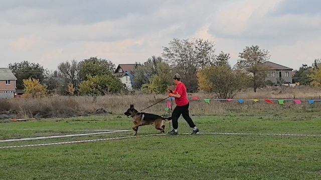 МОЛОДЫЕ КОБЕЛИ / КЧК РОСТОВ-НА-ДОНУ 19 октября`25 Е.Пудеев Моно немецких овчарок смотреть онлайн