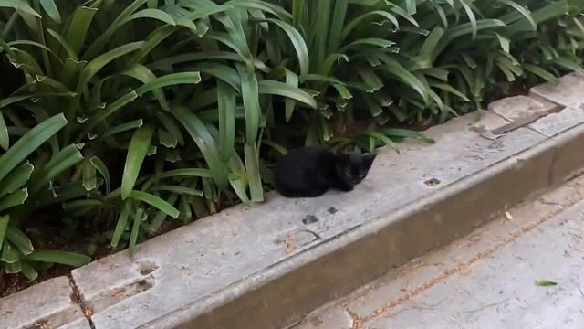 А что дома то делать_ ч.5  Прогулки по Стамбулу.