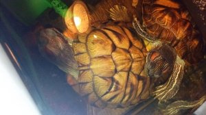 Красноухие черепахи 🐢 утро 24-10-2025