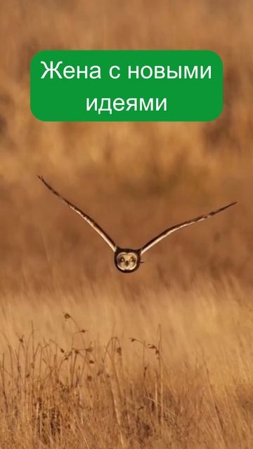 Только присел и тут жена. #жена #прикол #семья смотреть онлайн