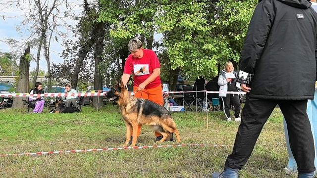 ЮНИОРЫ КОБЕЛИ / КЧК КРАСНОДАР 18 октября`25 Е.Медведева Моно немецких овчарок смотреть онлайн