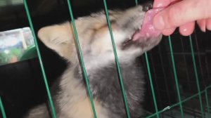 домашние лисы #уралиса