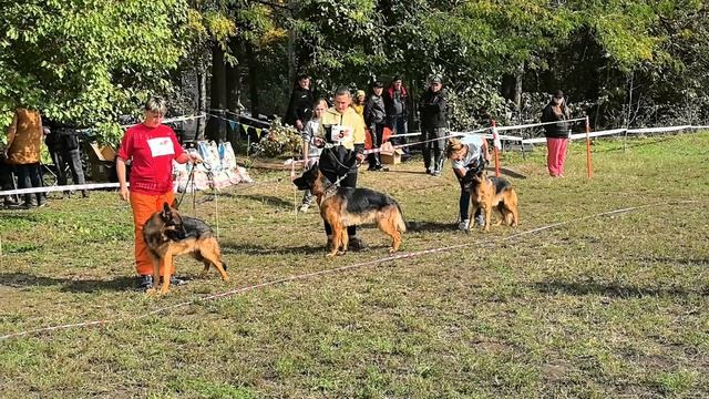 ЮНИОРЫ КОБЕЛИ / КЧК КРАСНОДАР 18 октября`25 Е.Медведева Моно немецких овчарок смотреть онлайн