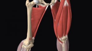 Анатомия. Первый курс. Мышцы бедра.