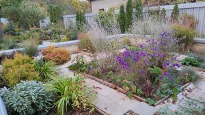 Мискантус, астра, лириопе и мысли вслух или как я планирую пересадки 21.10.2025 г. Пятигорск.